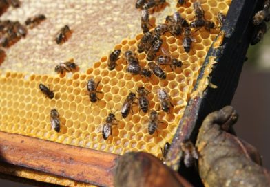 Alerte à la contamination chimique pour les cires d’apiculture